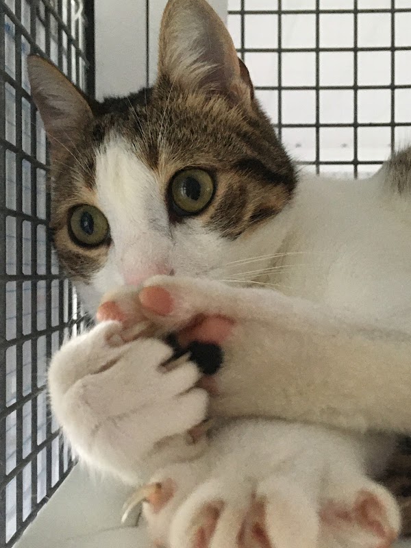 The Palace Cattery photo 2