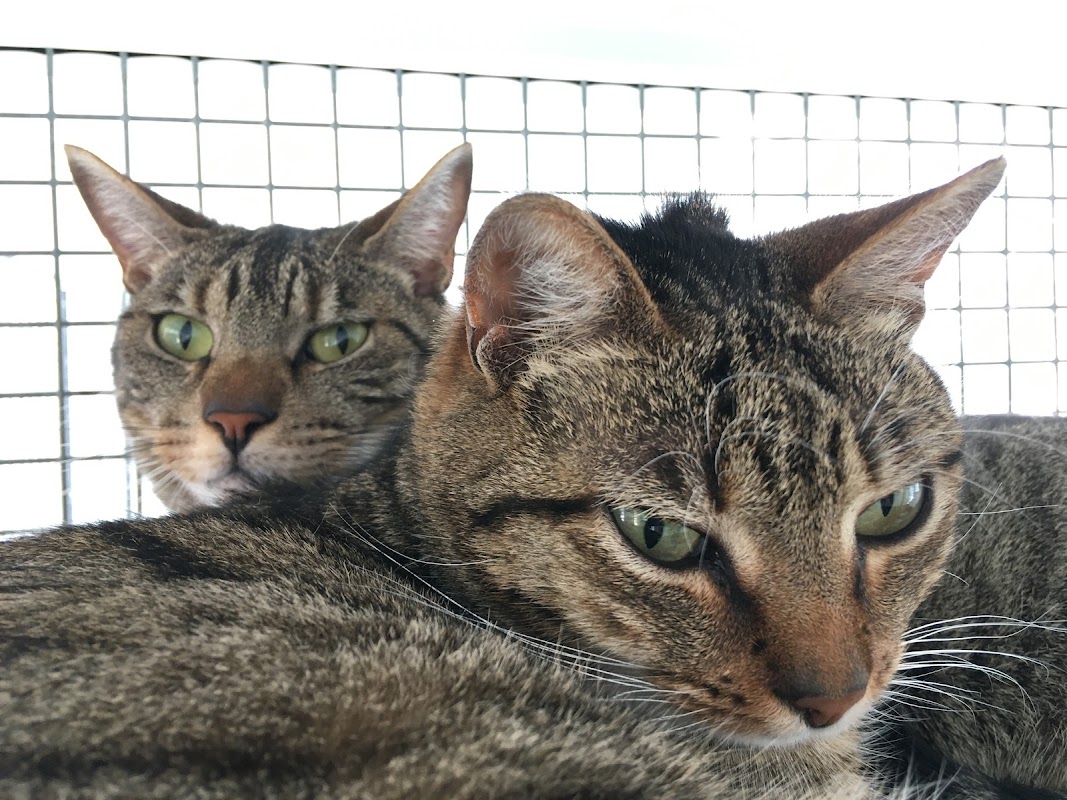 The Palace Cattery photo 1