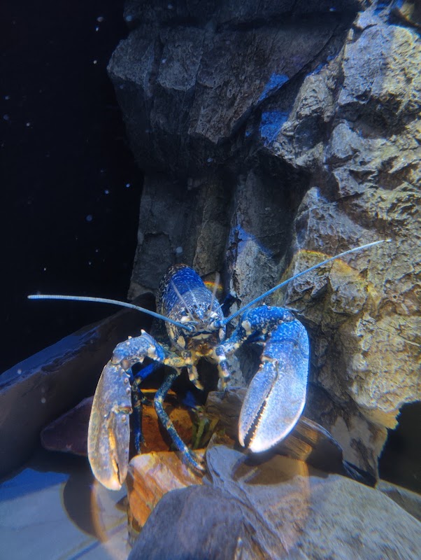 National Lobster Hatchery photo 3