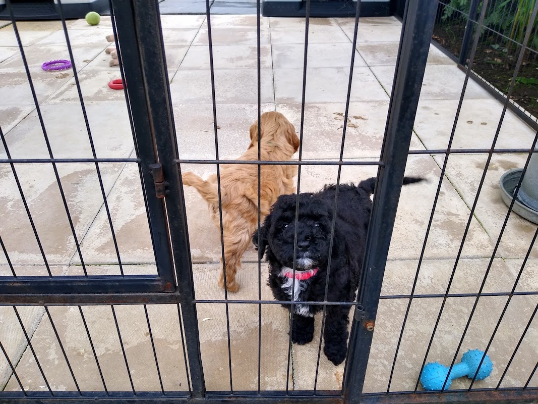 PANKINGTON PUPPIES photo 3