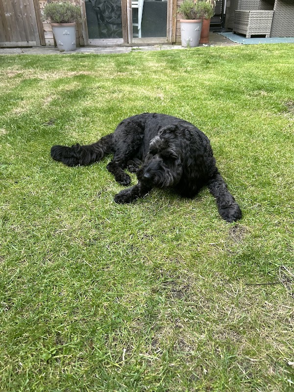 PANKINGTON PUPPIES photo 2