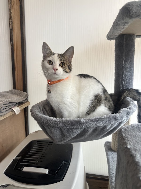 Avey Lane Cattery photo 3