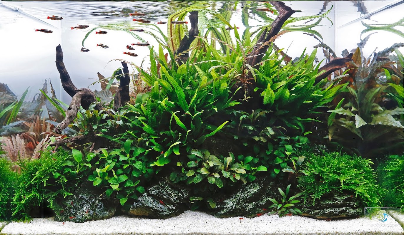 Aquarium Gardens photo 1