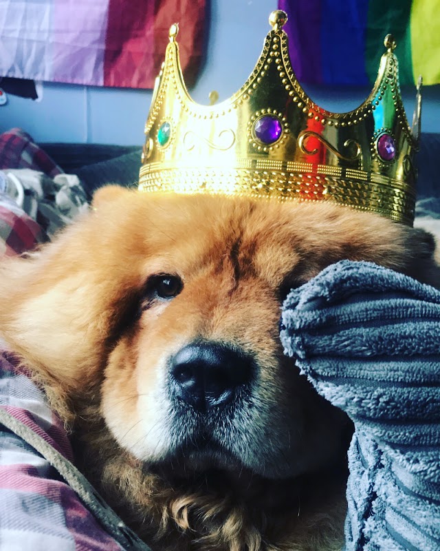 Horshams Crazy Dog Lady — breeder photo