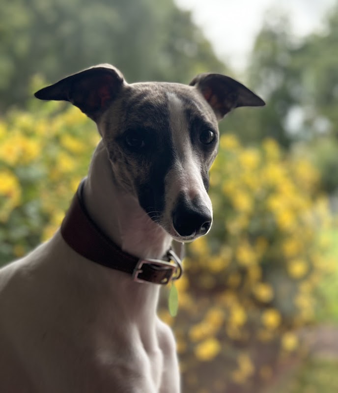 Veaghmount Kennels photo 1
