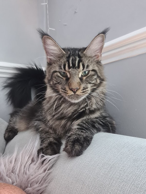 Maine Coon Kittens to Love