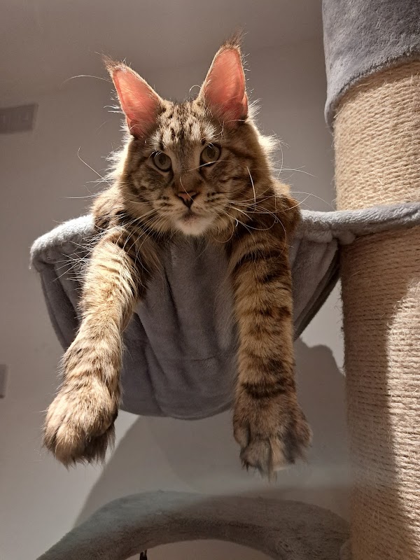 Maine Coon Kittens to Love photo 2