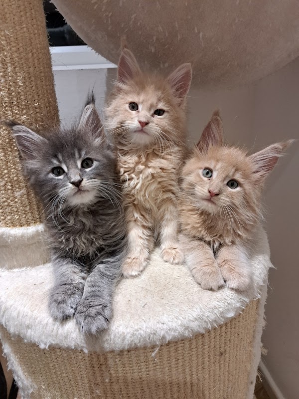 Maine Coon Kittens to Love photo 3