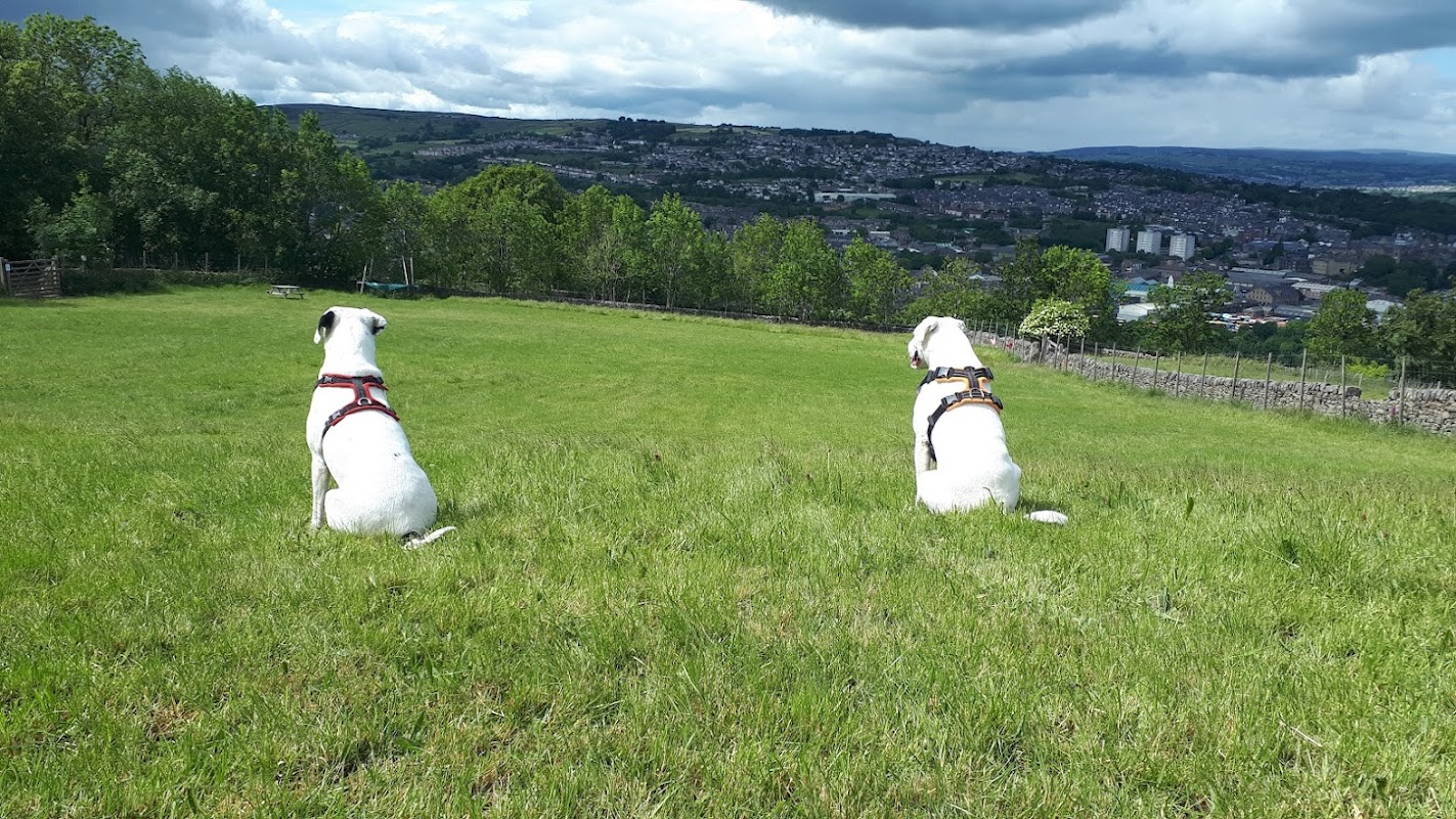 It's All About The Dog photo 1