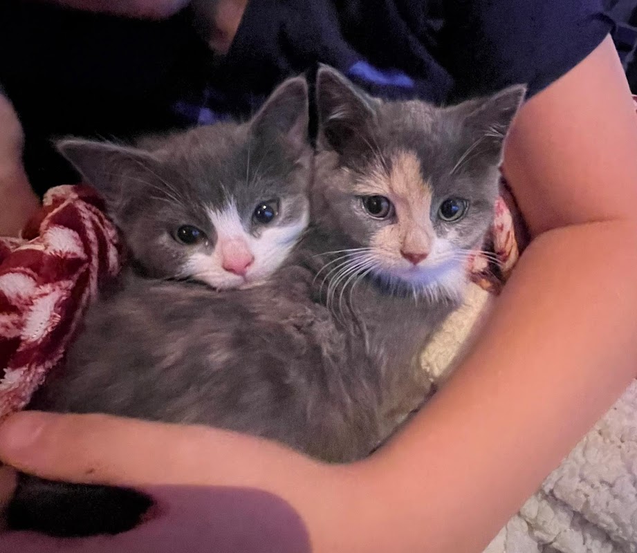 Purrfect kittens photo 1