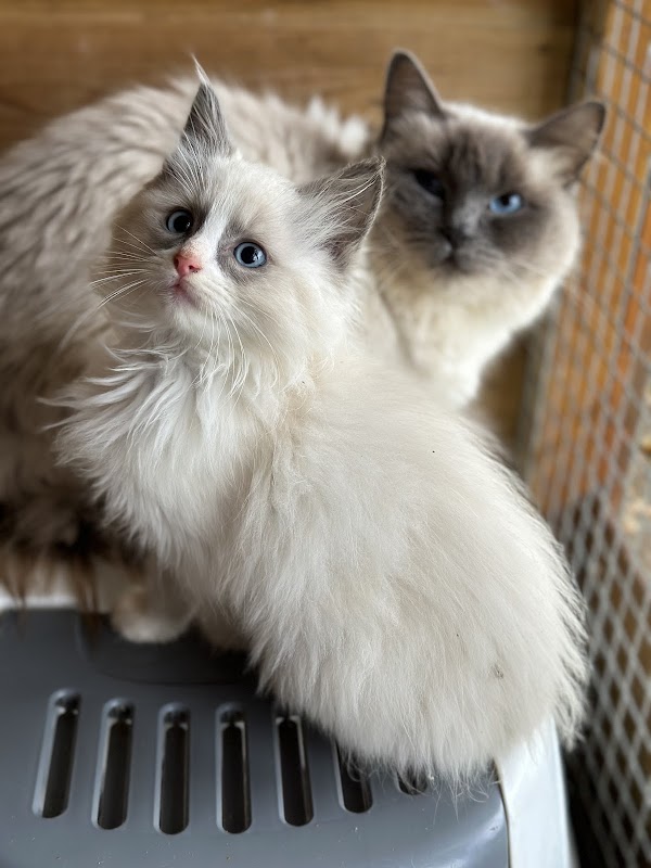 Purrfect kittens photo 2