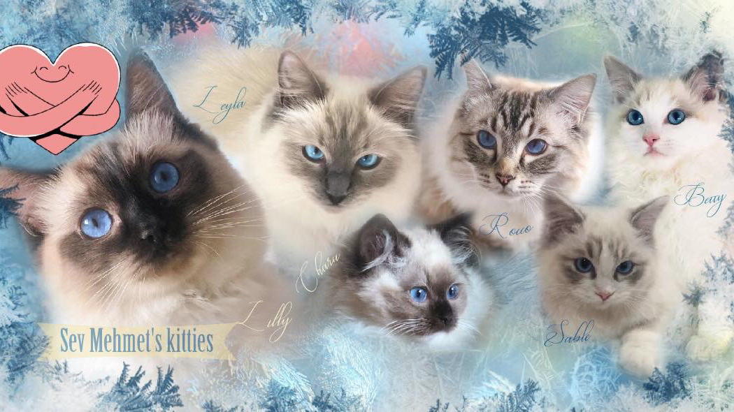 Dollypurrs - Pedigree Ragdoll Registered Cat Breeder