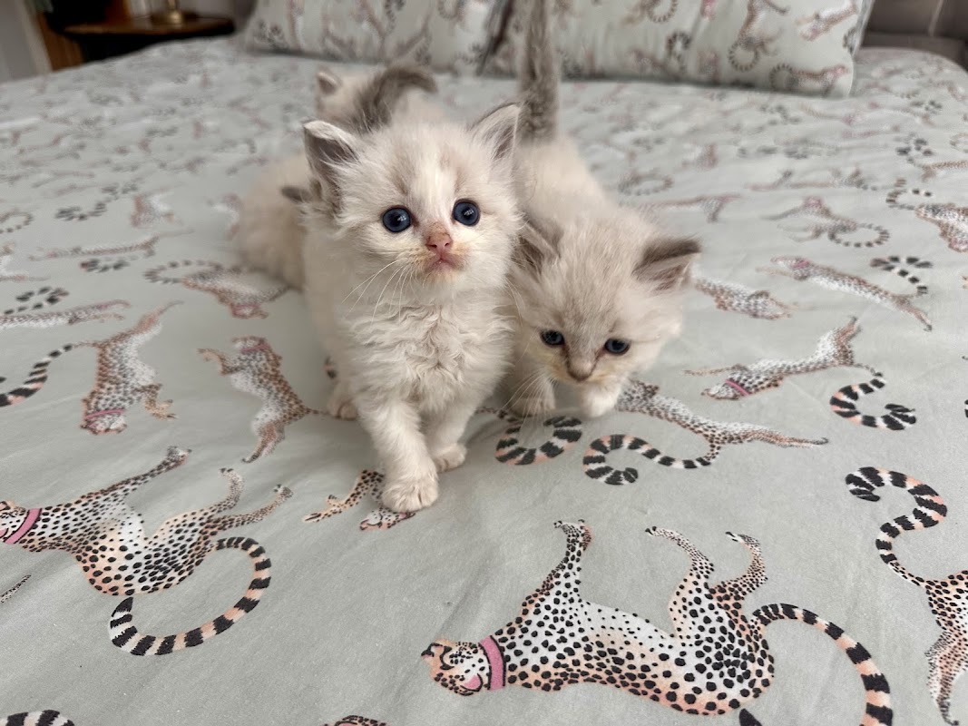Dollypurrs - Pedigree Ragdoll Registered Cat Breeder photo 2