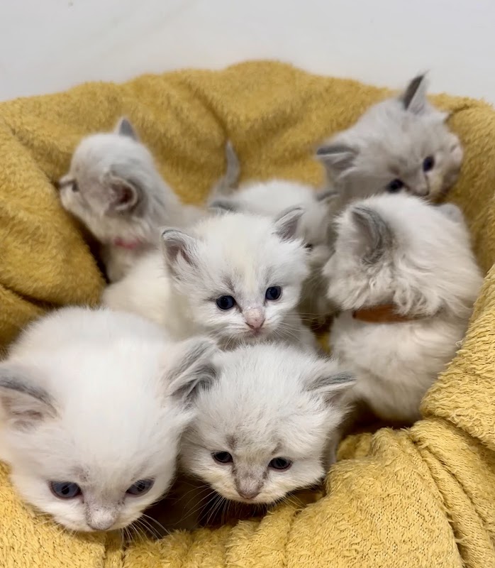 Dollypurrs - Pedigree Ragdoll Registered Cat Breeder photo 3