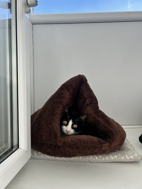 St Fagans Cattery