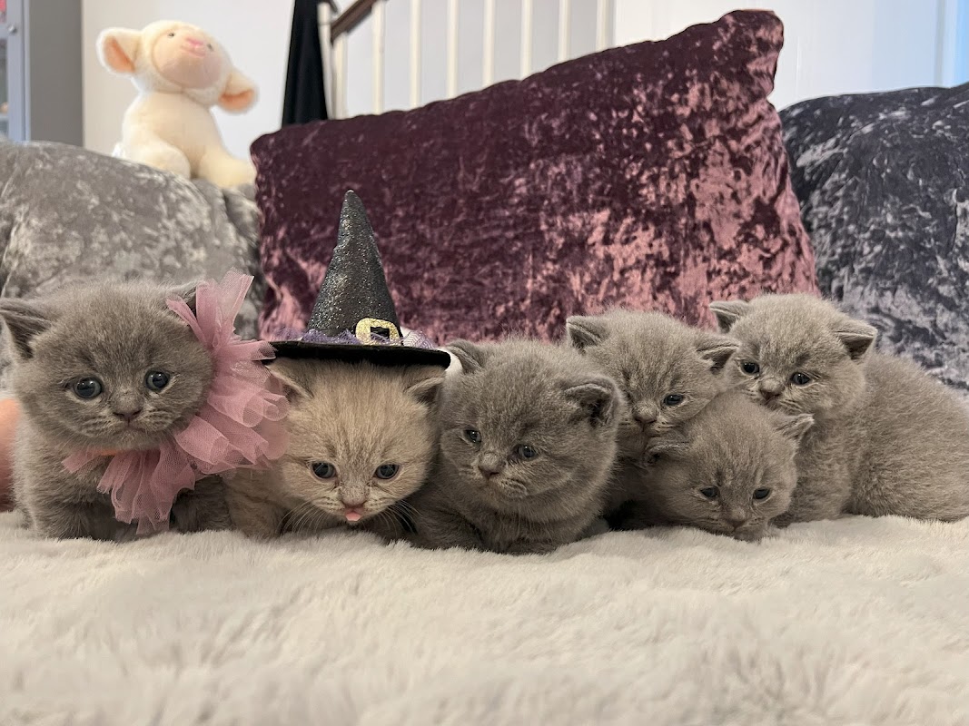 Happy Paws Cats & Kittens British Shorthair