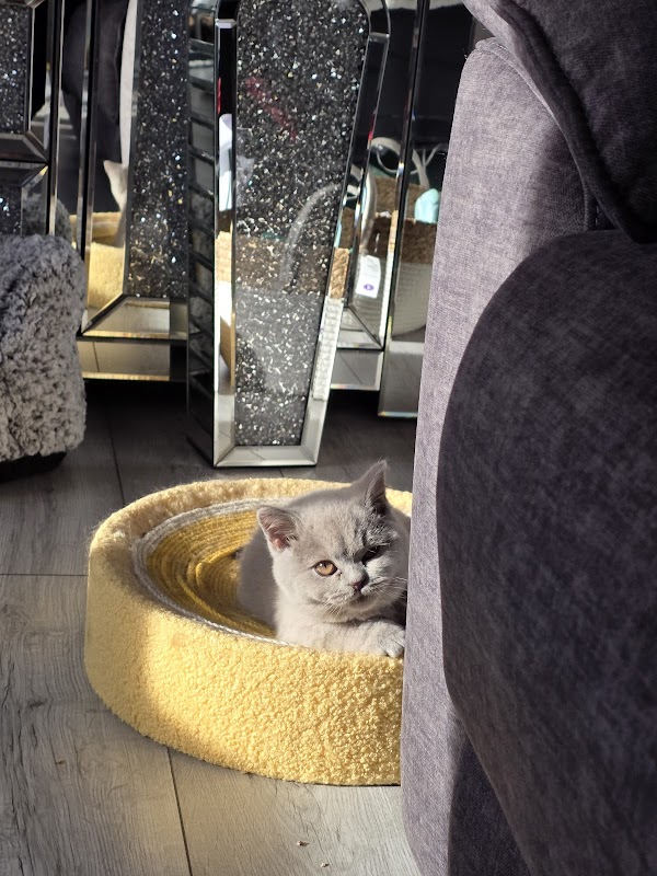 Happy Paws Cats & Kittens British Shorthair photo 2