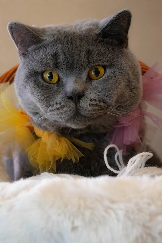 Happy Paws Cats & Kittens British Shorthair photo 3