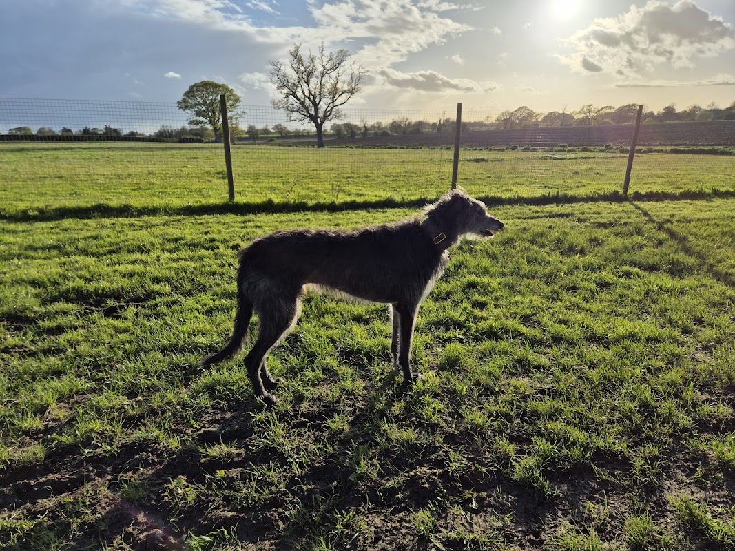 The dog run