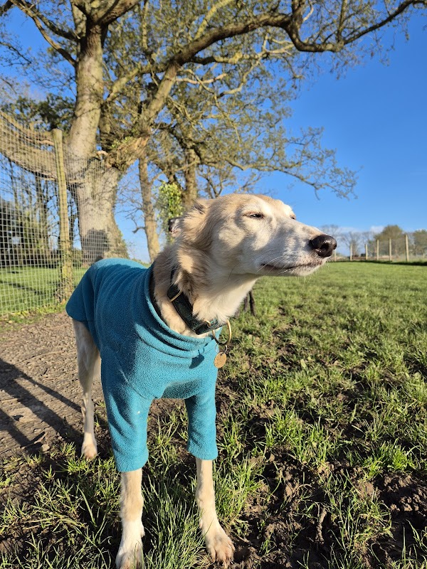 The dog run photo 2