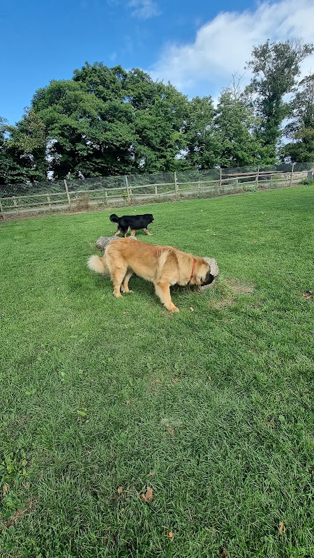 The dog run photo 3