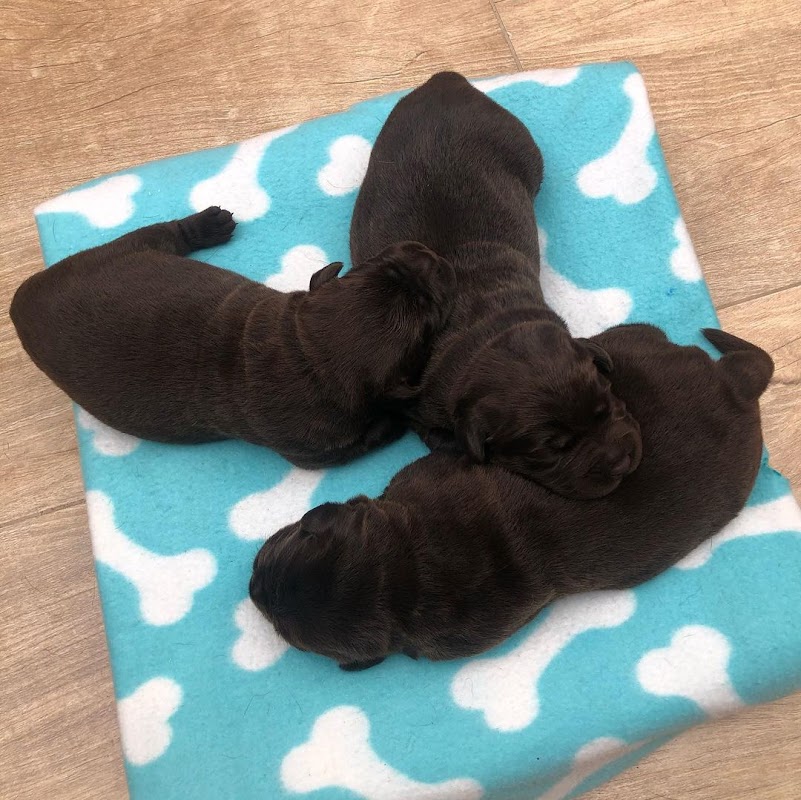 Nah Retrievers