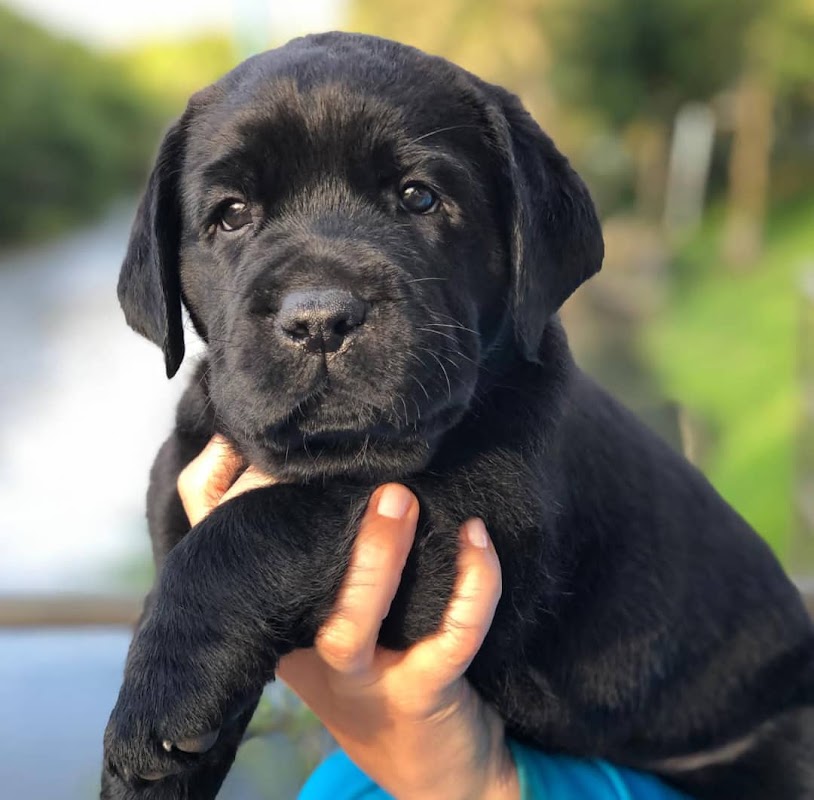 Nah Retrievers photo 2
