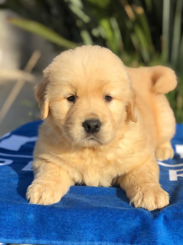 Nah Retrievers photo 3