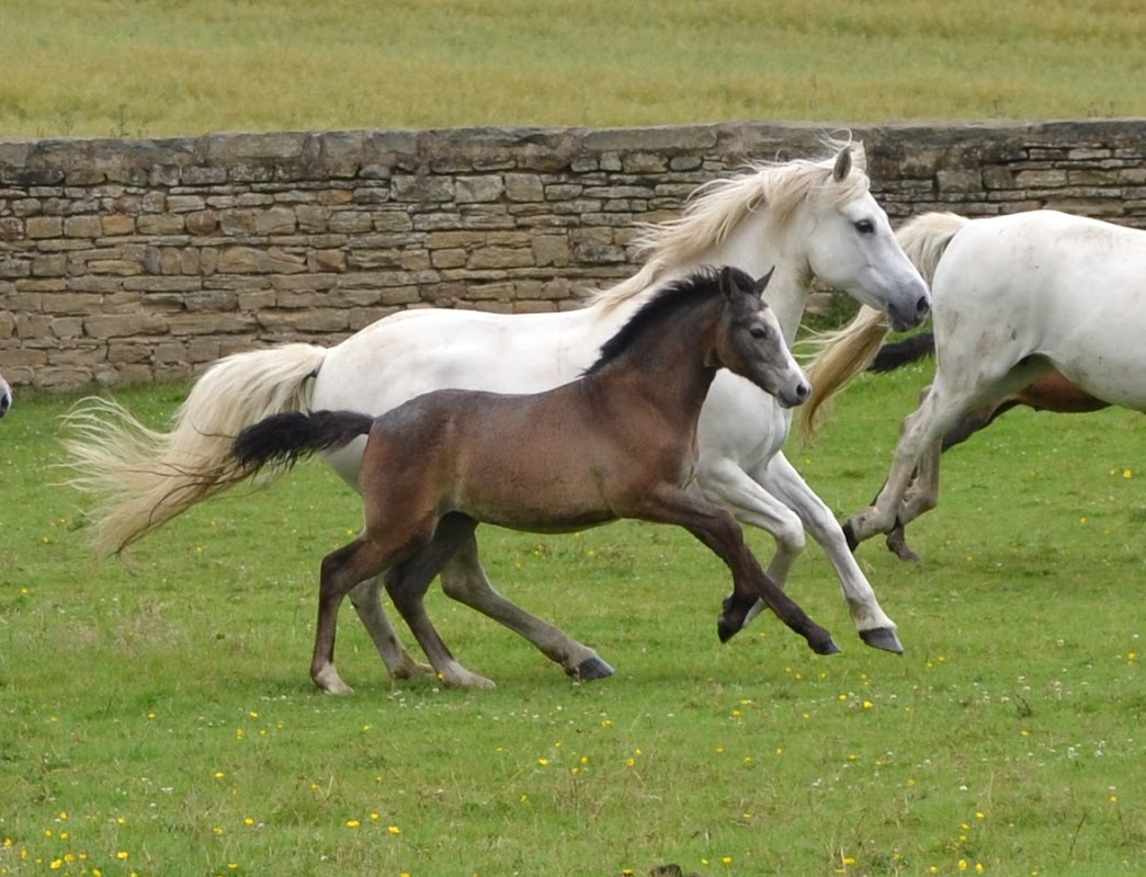 Barrowby Stud and Connemaras photo 3