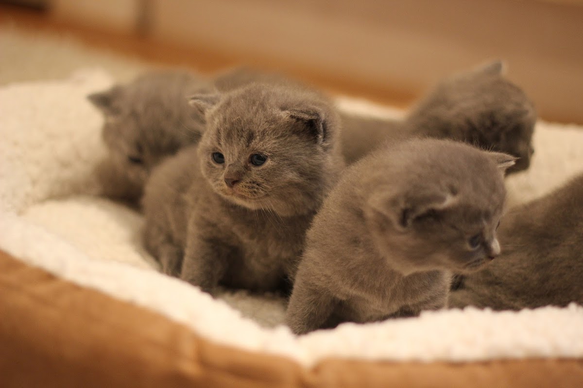 Muffin & Poppy - British Shorthair Breeder photo 2