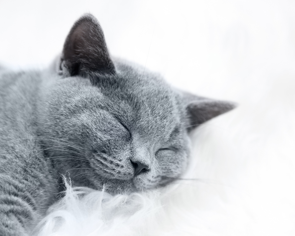 Muffin & Poppy - British Shorthair Breeder photo 3