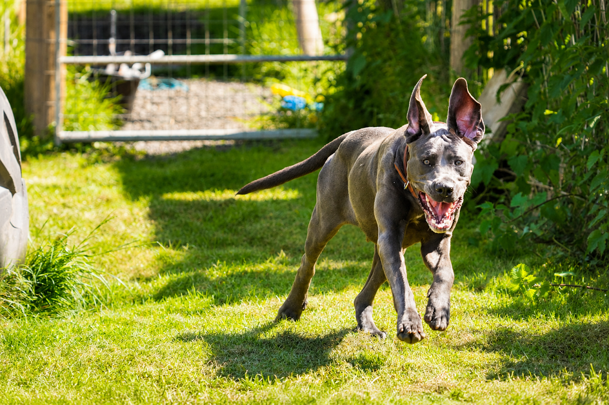 Beoley Kennels photo 2