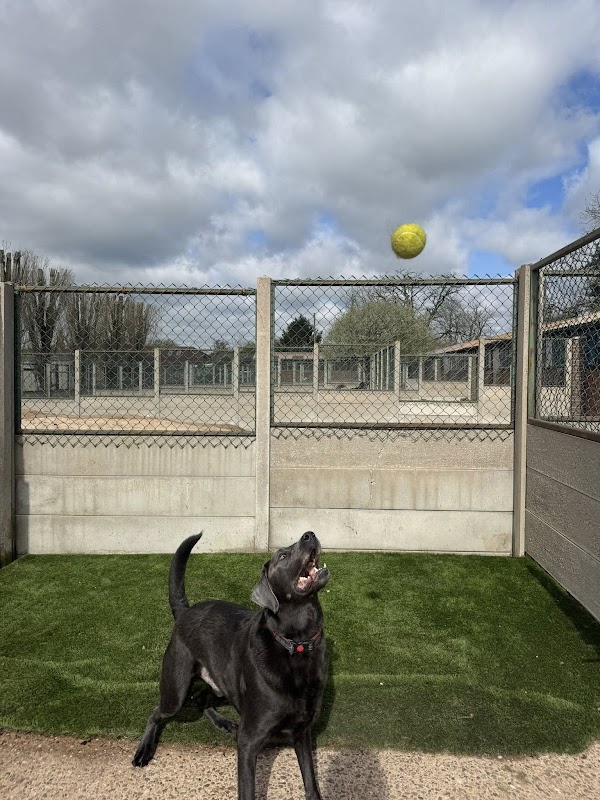 Beoley Kennels photo 3