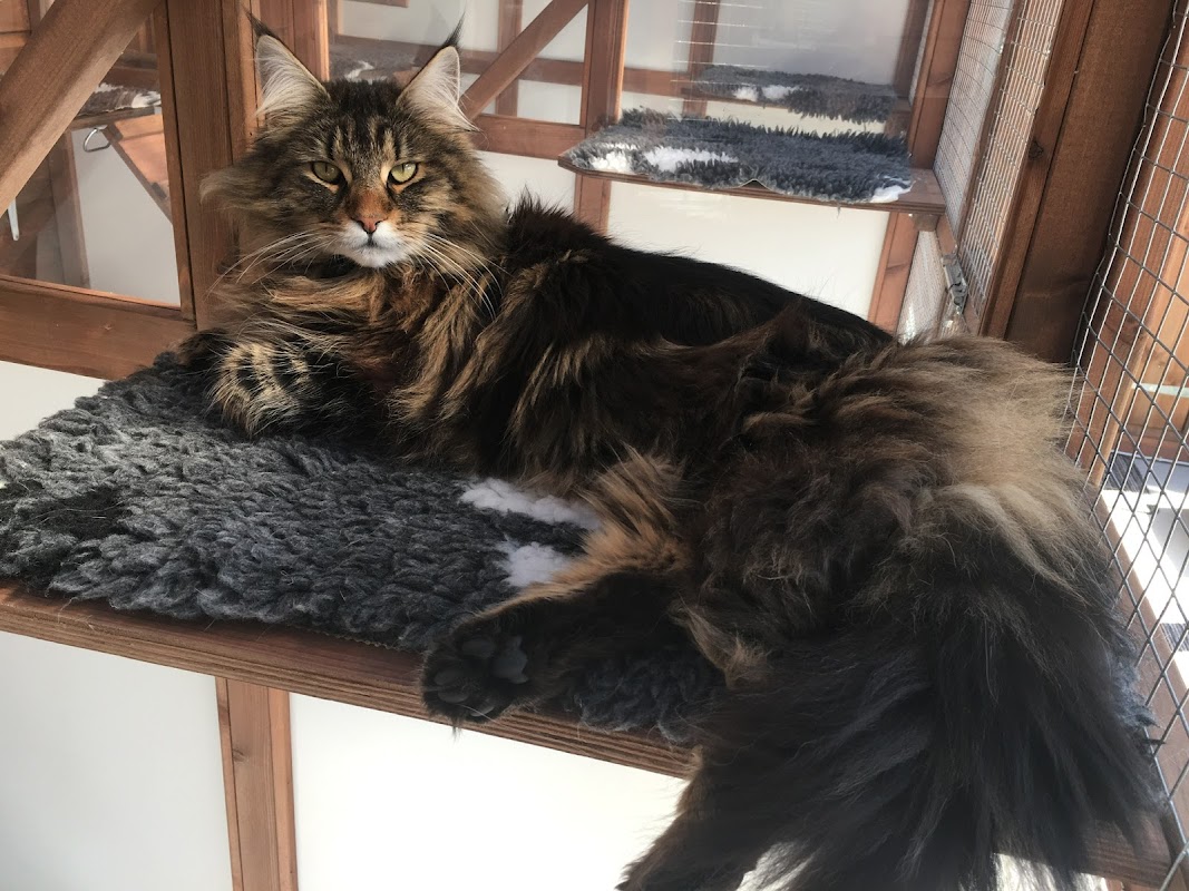 Catz Cattery photo 3