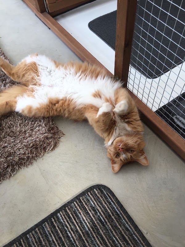 Catz Cattery photo 2