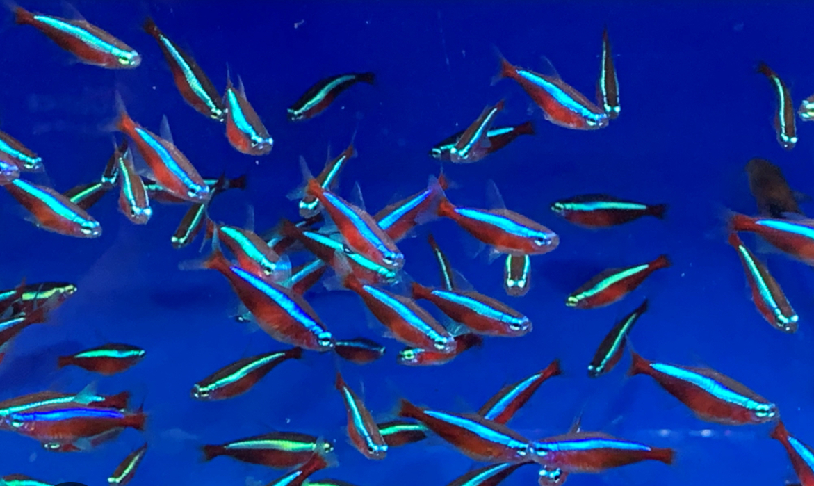 MJ Cichlids & Aquatics photo 1