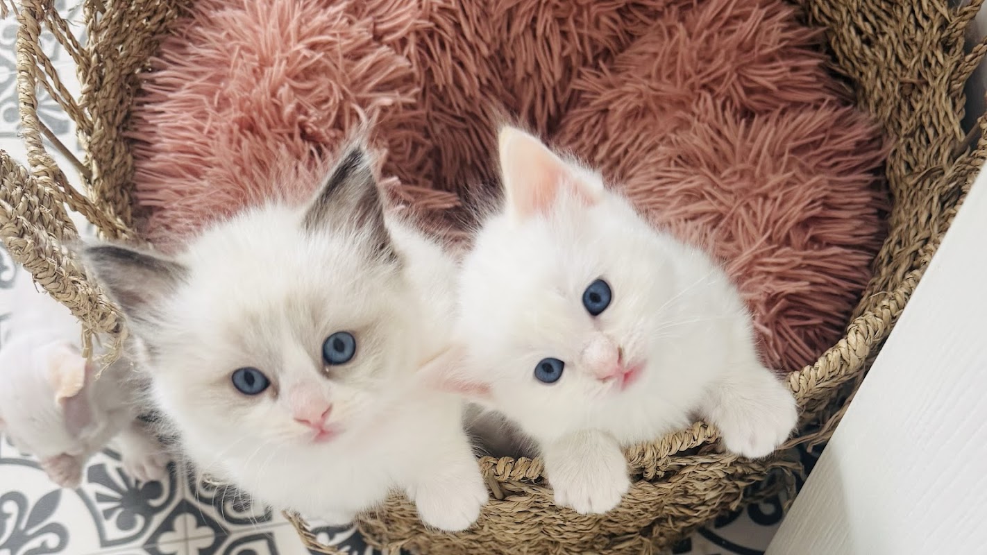 Little Dolls Ragdolls