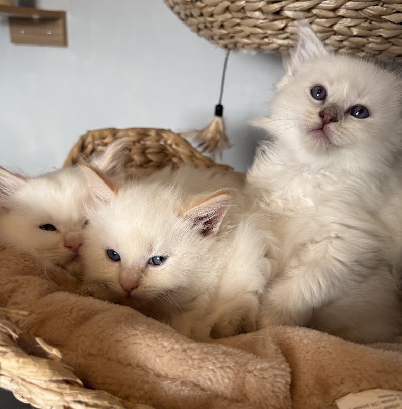 Little Dolls Ragdolls photo 1
