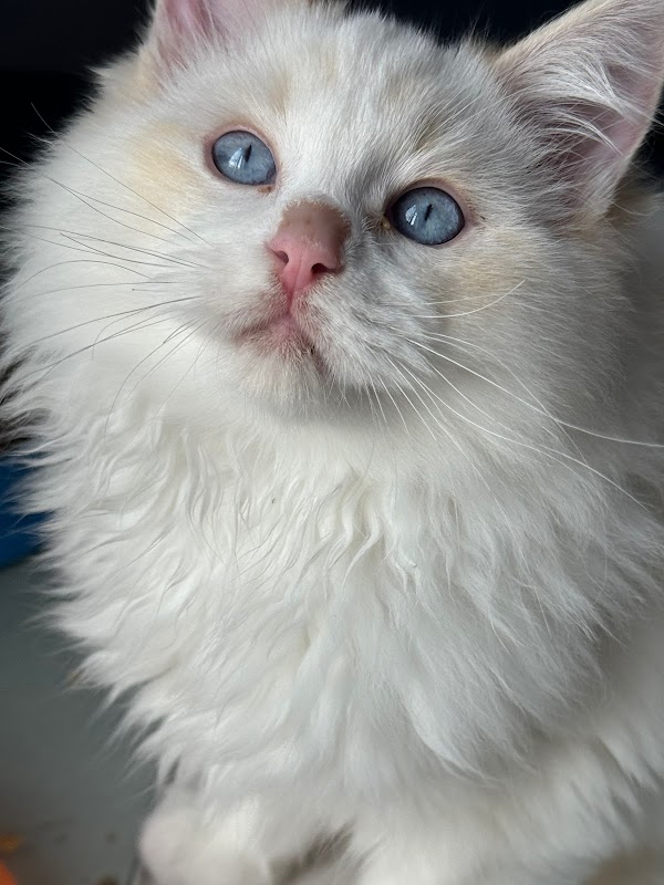 Little Dolls Ragdolls photo 3