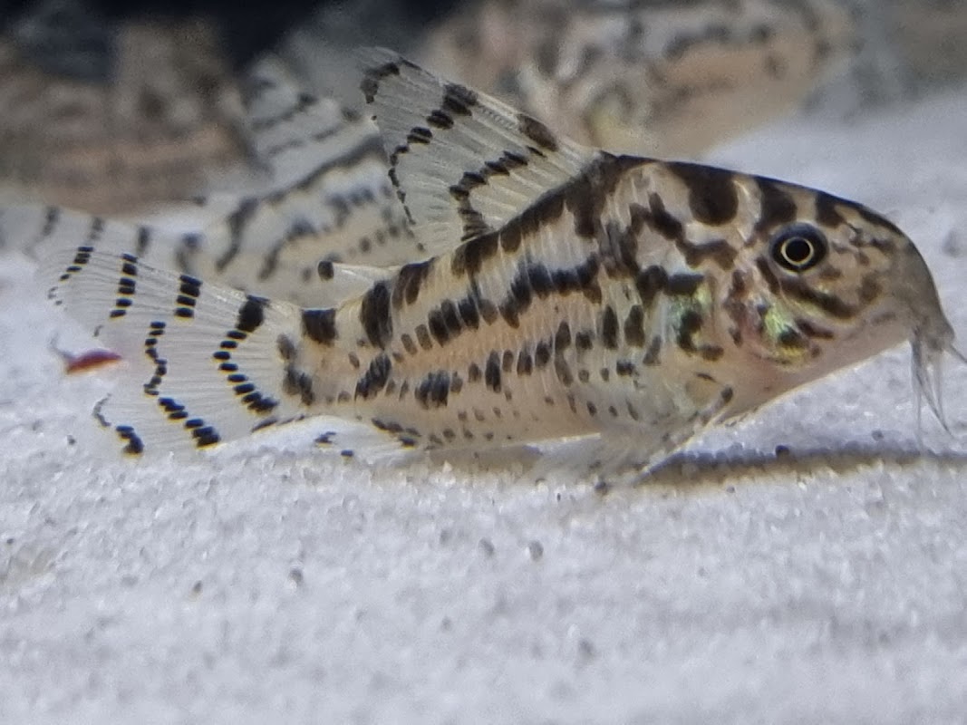 G.M Aquatics Aquarium-Fish ltd photo 1