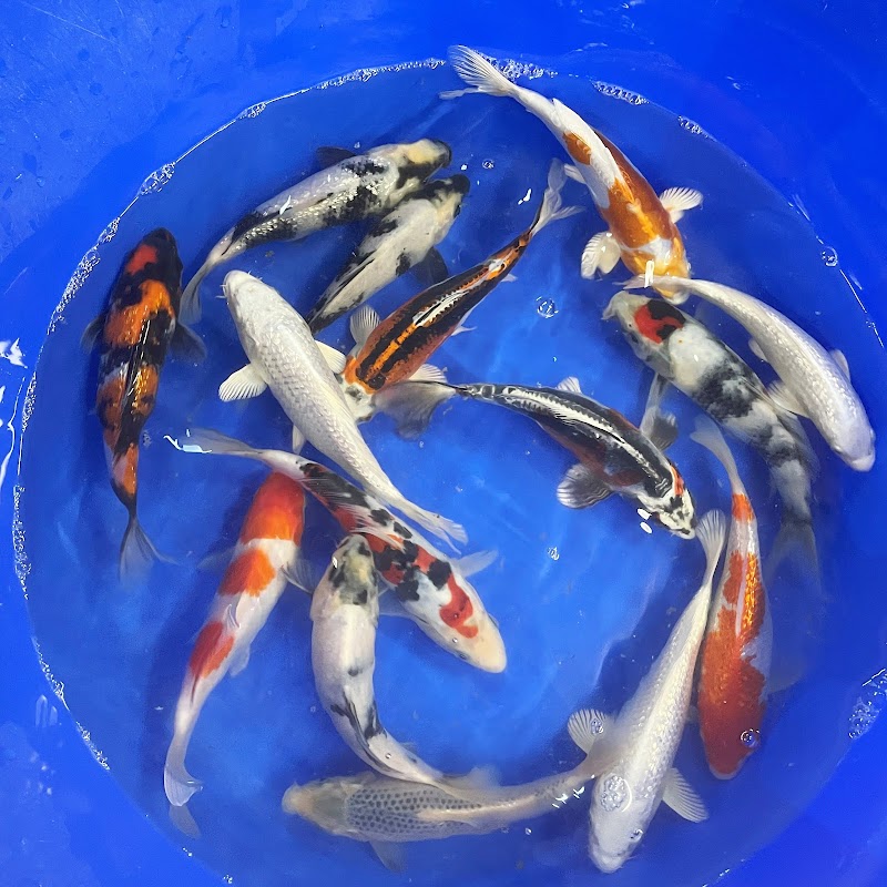 Rainbow Koi photo 3