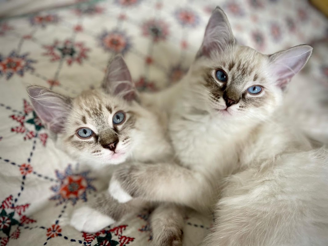 Belle-Amiche Ragdolls