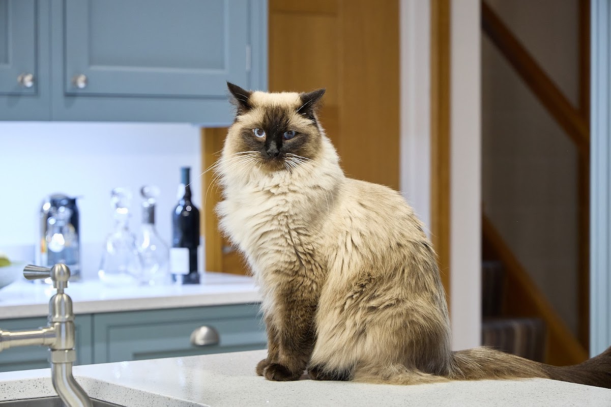 Belle-Amiche Ragdolls photo 1