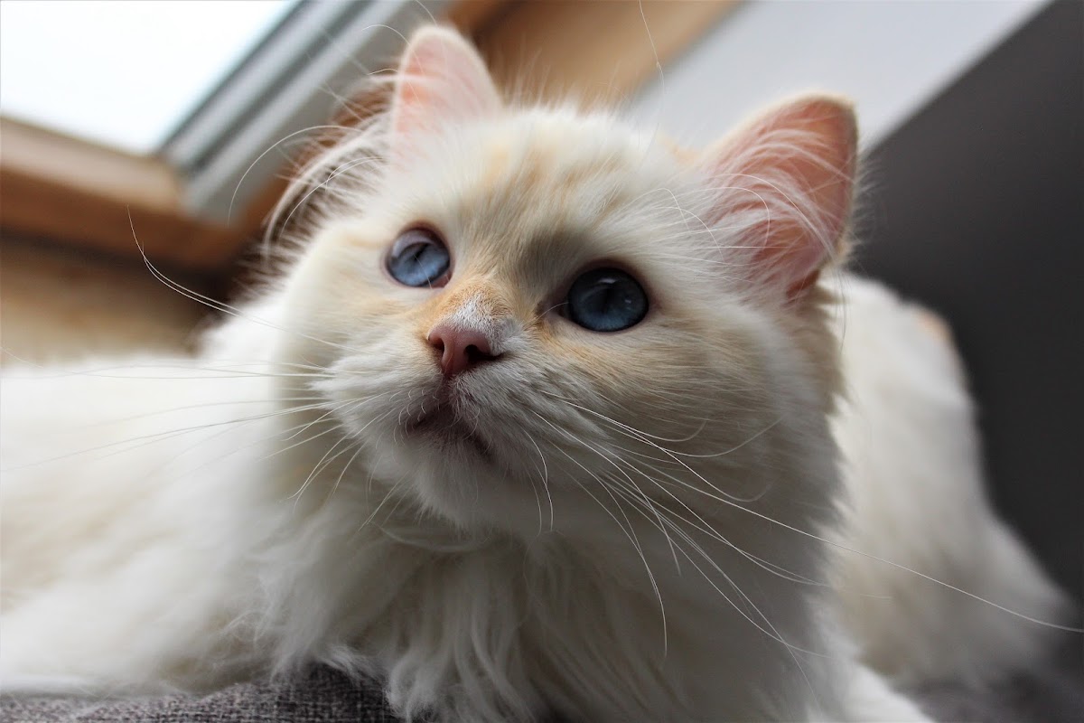 Belle-Amiche Ragdolls photo 3
