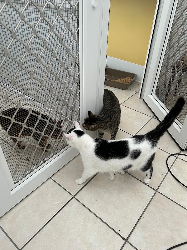 Little Lever Cattery photo 2