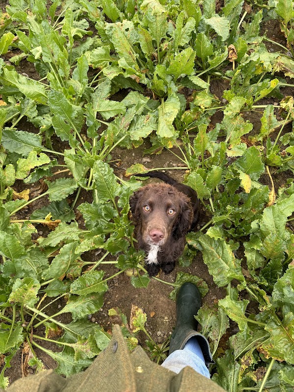 Tarchey Kennels