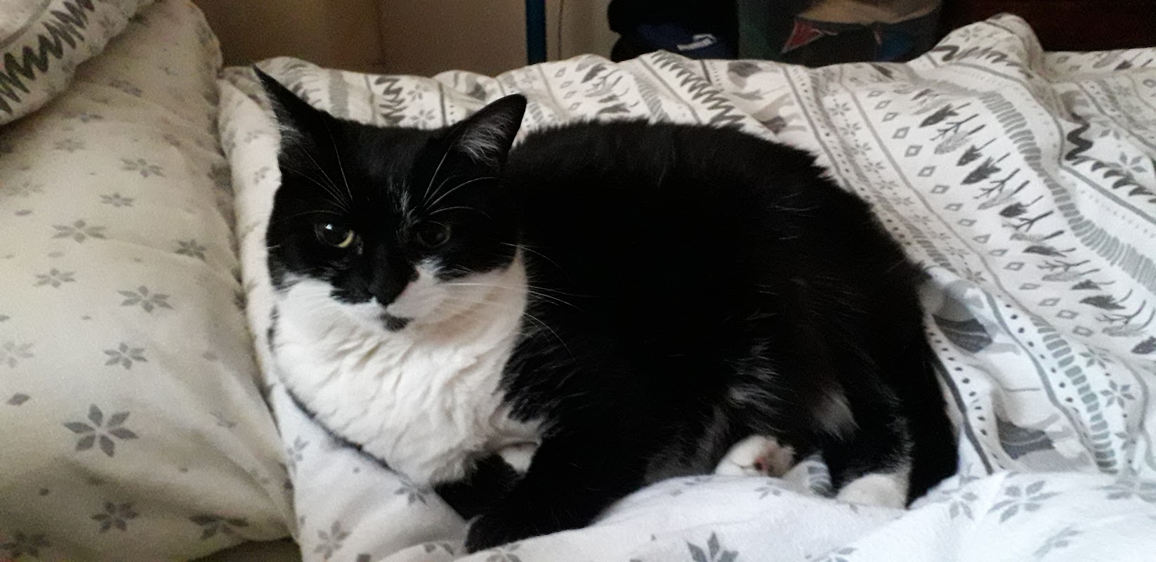 Sunnyside Cattery photo 1