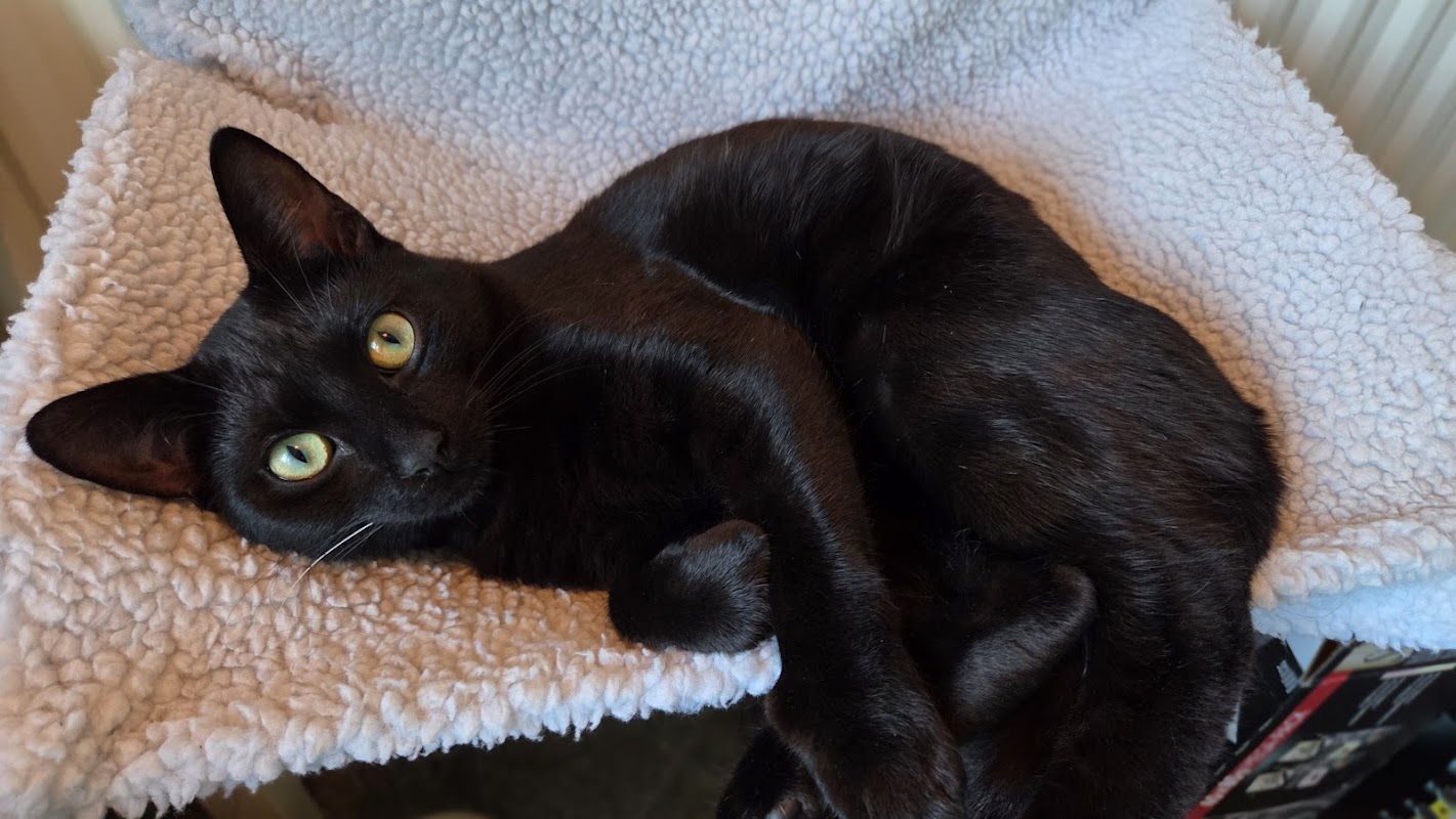 Sunnyside Cattery photo 2