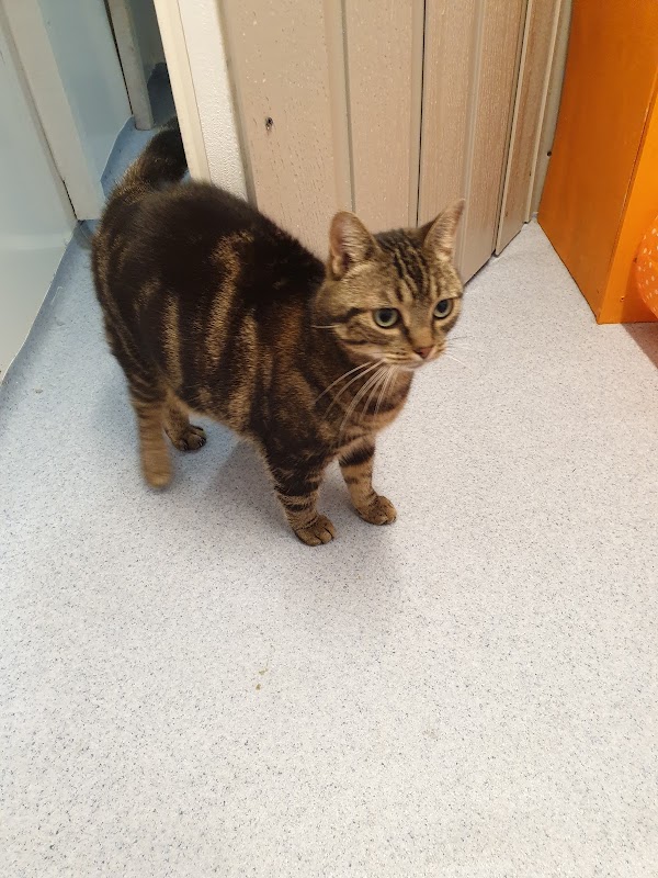 Caspers Cosy Cattery photo 1