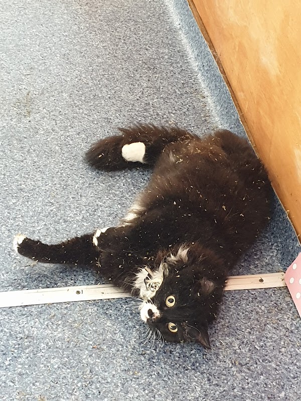 Caspers Cosy Cattery photo 2
